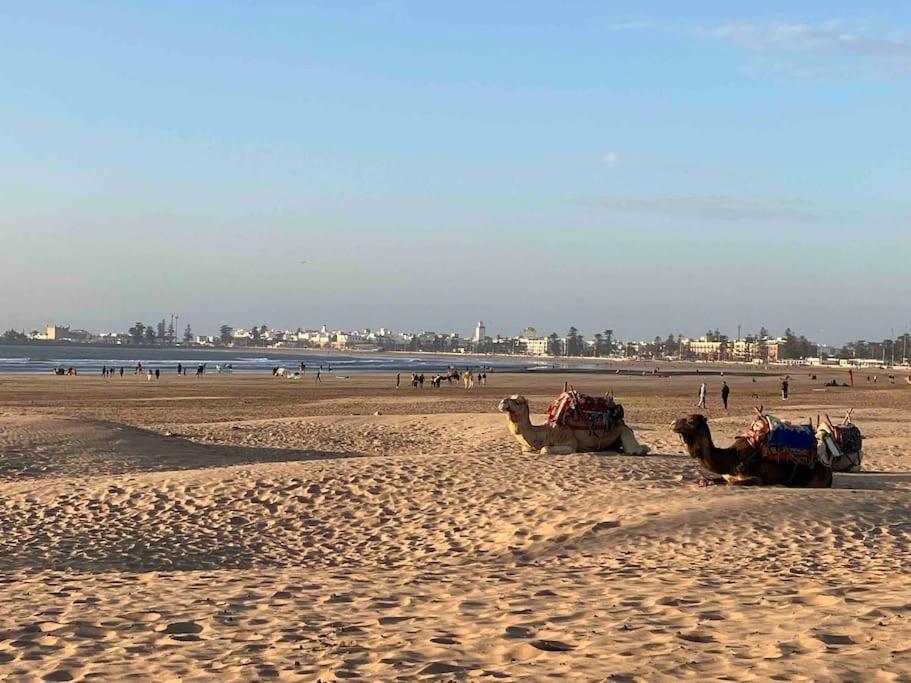 Dar Aya Essaouira 아파트 외부 사진